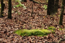 Moss Covered Rocks in the Woods