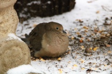 Mourning Dove Hiding From Snow