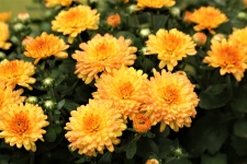 Orange Chrysanthemums 2