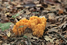 Orange Coral Fungi In Leaves