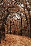 Sentiero nel bosco in autunno
