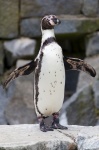 Stojąca pingwin