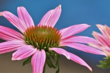 Pink Coneflower Close-up 2