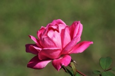 Rosa Rose auf Grün