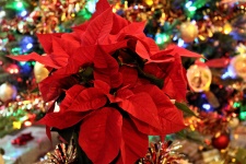 Poinsettia and Christmas Tree