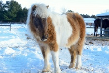Pony With Thick Fur