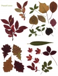Pressed Leaves Collage Sheet