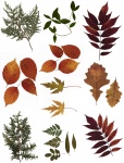 Foglio di collage di foglie pressate