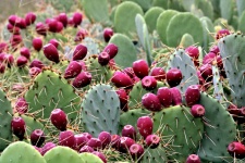 Kaktusfeige-Kaktus mit Frucht