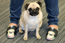 Pug Dog And Shoes