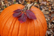 Pumpkin and Autumn Leaves