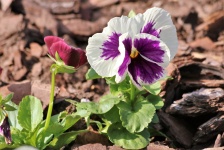 Purple And White Pansies