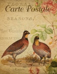 Quail Bird Vintage Postcard