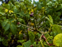 Rain Covered Rosebushes