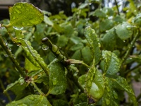 Rain Covered Rosebushes