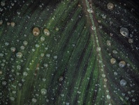 Pioggia su Green Canna