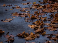 Esős ​​napos levelek aszfalt