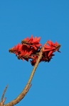 Red erythrina caffra flower