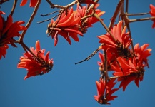 Red erythrina caffra flowers