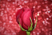 Red Rose Bud su Bokeh rosa