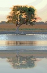 Reflection Of Tree On Edge Of A Pan