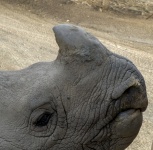 Nashorn-Gesicht
