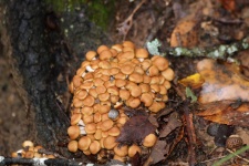 Ringless medové houby na podzim