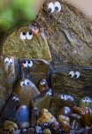 Rocks with Eyes