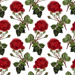 Roses pozadí Vintage Tapeta