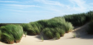 Pískové duny Marram Grass