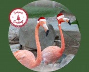 Santa Flamingos