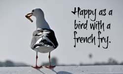 Seagull With French Fry