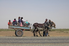 Side View Of Donkey Cart