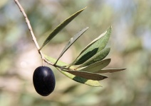 Singola oliva nera