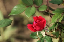 Unico bocciolo di rosa rossa