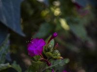 Mały różowy kwiat trąbki