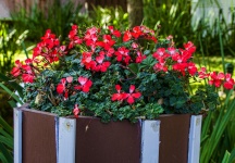 Small red Potted Flowers