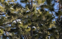 Snow Drifts On Pine Trees