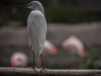 Śnieżny Egret ptaka tło