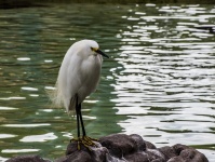Śnieżna Egret pozycja na skale