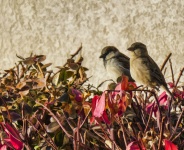 Sparrows in autumn bush