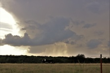Storm Clouds and Cows