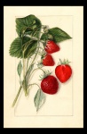 Aardbei plant Vintage Poster