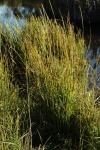 Tall Grass By The Lake