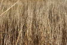 Tall Prairie Grass