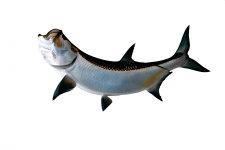Tarpon Fish