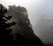 Толстый туман над деревьями и скалами