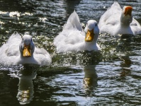 Three Domestic White Ducks