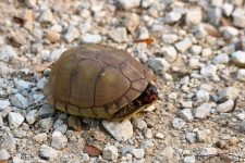 Three-toed Box Turtle In Gravel