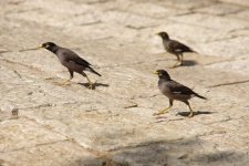Three Walking Indian Myna Birds